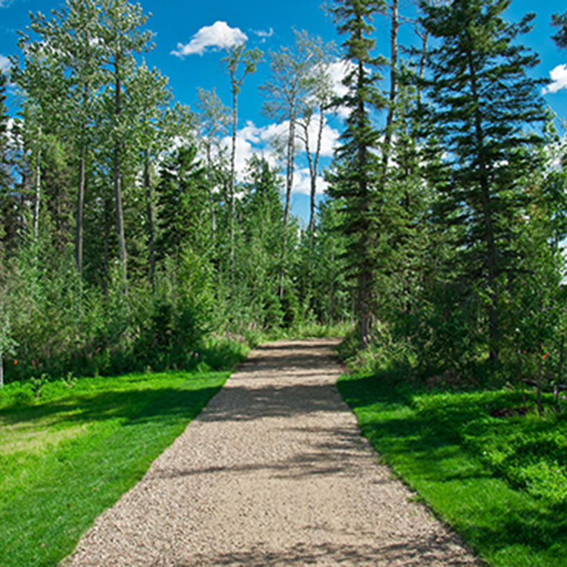 Path leading into forest